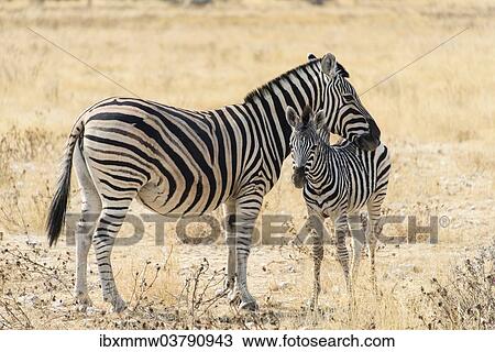"Plains Zebra or Burchell's Zebra (Equus burchelli) with a foal, Etosha National Park, Namibia, Africa" View Large Photo Image Stock Image - "Plains Zebra or Burchell's Zebra (Equus burchelli) with a foal, Etosha National Park, Namibia, Africa". Fotosearch
