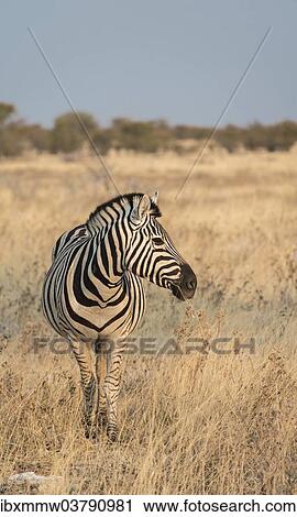 "Plains Zebra or Burchell's Zebra (Equus burchelli), Etosha National Park, Namibia, Africa" View Large Photo Image Stock Image - "Plains Zebra or Burchell's Zebra (Equus burchelli), Etosha National Park, Namibia, Africa". Fotosearch