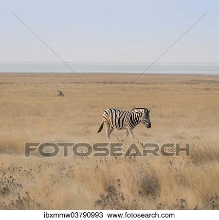 "Plains Zebra or Burchell's Zebra (Equus burchelli), Etosha National Park, Namibia, Africa" View Large Photo Image Stock Image - "Plains Zebra or Burchell's Zebra (Equus burchelli), Etosha National Park, Namibia, Africa". Fotosearch