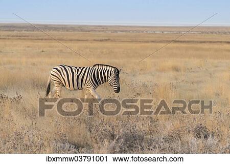"Plains Zebra or Burchell's Zebra (Equus burchelli), Etosha National Park, Namibia, Africa" View Large Photo Image Stock Image - "Plains Zebra or Burchell's Zebra (Equus burchelli), Etosha National Park, Namibia, Africa". Fotosearch