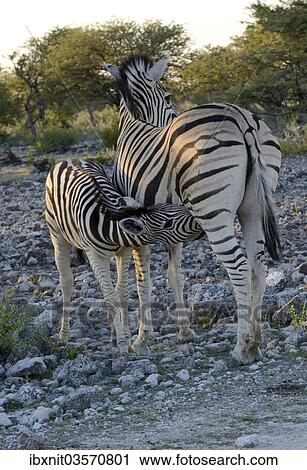 "Plains Zebra or Burchell's Zebra (Equus quagga) suckling a foal, Etosha National Park, Namibia, Africa" View Large Photo Image Stock Image - "Plains Zebra or Burchell's Zebra (Equus quagga) suckling a foal, Etosha National Park, Namibia, Africa". Fotosearch