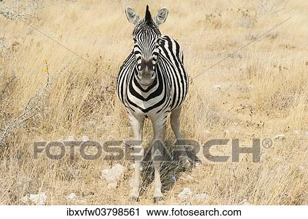 "Plains Zebra or Burchell's Zebra (Equus quagga burchelli) in bushland, Etosha National Park, Namibia, Africa" View Large Photo Image Stock Image - "Plains Zebra or Burchell's Zebra (Equus quagga burchelli) in bushland, Etosha National Park, Namibia, Africa". Fotosearch