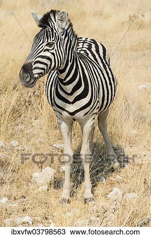 Stock Image - "Plains Zebra or Burchell's Zebra (Equus quagga burchelli) in bushland, Etosha National Park, Namibia, Africa". Fotosearch