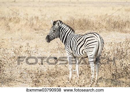 Stock Photo - "Plains Zebra or Burchell's Zebra (Equus burchelli), Etosha National Park, Namibia, Africa". Fotosearch