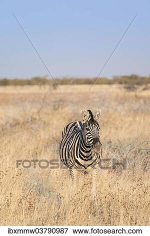 "Plains Zebra or Burchell's Zebra (Equus burchelli), Etosha National Park, Namibia, Africa" View Large Photo Image Stock Photo - "Plains Zebra or Burchell's Zebra (Equus burchelli), Etosha National Park, Namibia, Africa". Fotosearch
