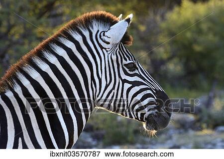 "Plains Zebra or Burchell's Zebra (Equus quagga), portrait, Etosha National Park, Namibia, Africa" View Large Photo Image Stock Photo - "Plains Zebra or Burchell's Zebra (Equus quagga), portrait, Etosha National Park, Namibia, Africa". Fotosearch