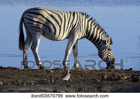 "Plains Zebra or Burchell's Zebra (Equus quagga) at a waterhole, Etosha National Park, Namibia, Africa" View Large Photo Image Stock Photo - "Plains Zebra or Burchell's Zebra (Equus quagga) at a waterhole, Etosha National Park, Namibia, Africa". Fotosearch