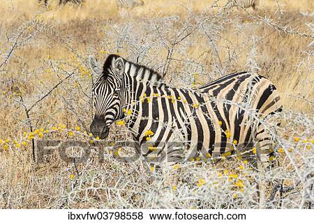 "Plains Zebra or Burchell's Zebra (Equus quagga burchelli) in bushland, Etosha National Park, Namibia, Africa" View Large Photo Image Stock Photo - "Plains Zebra or Burchell's Zebra (Equus quagga burchelli) in bushland, Etosha National Park, Namibia, Africa". Fotosearch