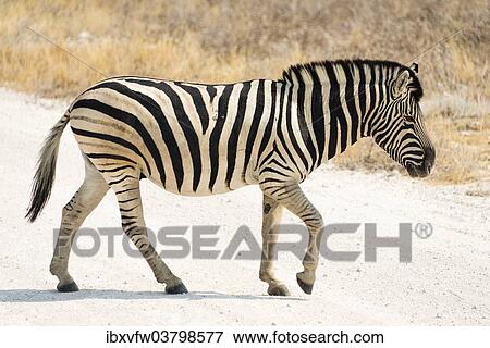 "Plains Zebra or Burchell's Zebra (Equus quagga burchelli) crossing a road, Etosha National Park, Namibia, Africa" View Large Photo Image Stock Photo - "Plains Zebra or Burchell's Zebra (Equus quagga burchelli) crossing a road, Etosha National Park, Namibia, Africa". Fotosearch