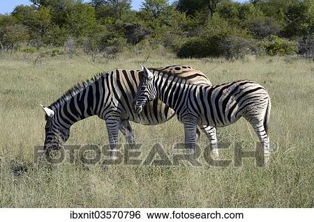 "Plains Zebra or Burchell's Zebra (Equus quagga) with a foal, Etosha National Park, Namibia, Africa" View Large Photo Image Stock Photograph - "Plains Zebra or Burchell's Zebra (Equus quagga) with a foal, Etosha National Park, Namibia, Africa". Fotosearch