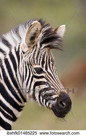 "Plains Zebra or Burchell's Zebra (Equus quagga), portrait, Ithala National Park, South Africa, Africa" View Large Photo Image Stock Photography - "Plains Zebra or Burchell's Zebra (Equus quagga), portrait, Ithala National Park, South Africa, Africa". Fotosearch