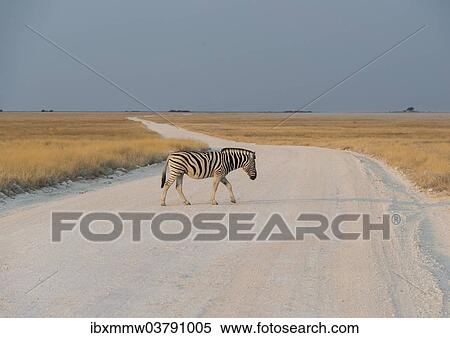 "Plains Zebra or Burchell's Zebra (Equus burchelli) crossing a dirt road, Etosha National Park, Namibia, Africa" View Large Photo Image Stock Photography - "Plains Zebra or Burchell's Zebra (Equus burchelli) crossing a dirt road, Etosha National Park, Namibia, Africa". Fotosearch