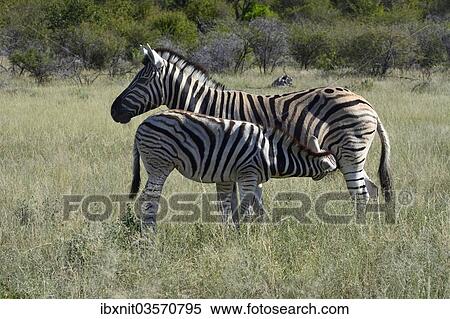 Stock Photography - "Plains Zebra or Burchell's Zebra (Equus quagga) suckling a foal, Etosha National Park, Namibia, Africa". Fotosearch