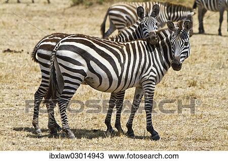 "Plains zebras, Burchell's zebras (Equus burchelli), Masai Mara, Rift Valley Province, Kenya, Africa" View Large Photo Image Stock Image - "Plains zebras, Burchell's zebras (Equus burchelli), Masai Mara, Rift Valley Province, Kenya, Africa". Fotosearch