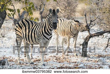 Stock Image - "Plains Zebras (Equus burchellii), Etosha National Park, Namibia, Africa". Fotosearch