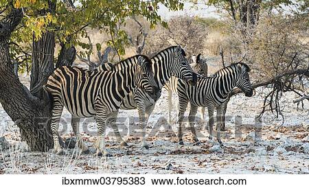 Stock Image - "Plains Zebras (Equus burchellii), Etosha National Park, Namibia, Africa". Fotosearch