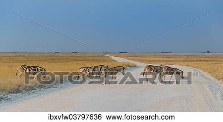 "Plains zebras (Equus quagga) crossing dirt road, Etosha National Park, Namibia, Africa" View Large Photo Image Stock Photograph - "Plains zebras (Equus quagga) crossing dirt road, Etosha National Park, Namibia, Africa". Fotosearch