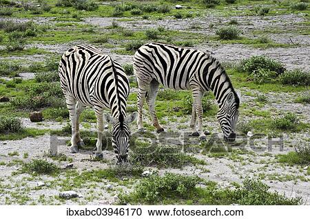 "Plains Zebras (Equus quagga), Etosha National Park, Namibia, Africa" View Large Photo Image Stock Image - "Plains Zebras (Equus quagga), Etosha National Park, Namibia, Africa". Fotosearch