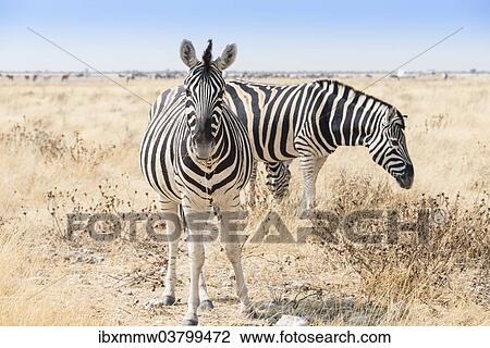 Stock Image - "Plains zebras (Equus quagga), Etosha National Park, Namibia, Africa". Fotosearch