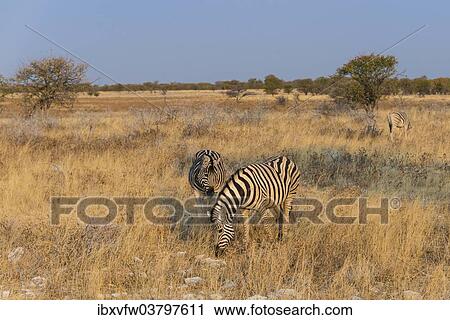 "Plains zebras (Equus quagga), Etosha National Park, Namibia, Africa" View Large Photo Image Stock Image - "Plains zebras (Equus quagga), Etosha National Park, Namibia, Africa". Fotosearch