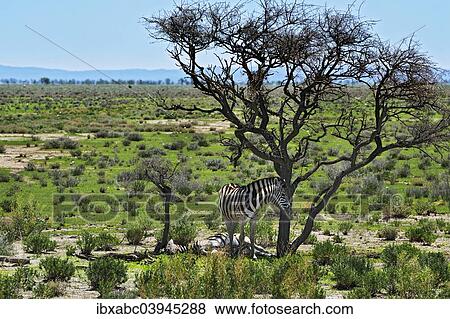 Stock Photo - "Plains Zebras (Equus quagga), Etosha National Park, Namibia, Africa". Fotosearch