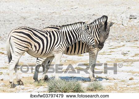 "Plains zebras (Equus quagga), Etosha National Park, Namibia, Africa" View Large Photo Image Stock Photo - "Plains zebras (Equus quagga), Etosha National Park, Namibia, Africa". Fotosearch