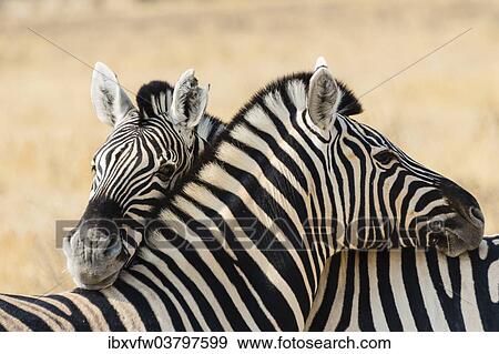 "Plains Zebras (Equus quagga), Etosha National Park, Namibia, Africa" View Large Photo Image Stock Photo - "Plains Zebras (Equus quagga), Etosha National Park, Namibia, Africa". Fotosearch