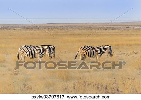 "Plains zebras (Equus quagga), Etosha National Park, Namibia, Africa" View Large Photo Image Stock Photo - "Plains zebras (Equus quagga), Etosha National Park, Namibia, Africa". Fotosearch