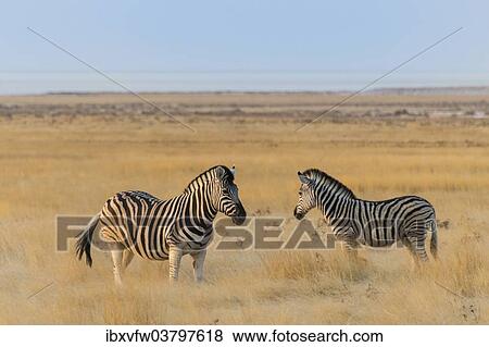 "Plains zebras (Equus quagga), Etosha National Park, Namibia, Africa" View Large Photo Image Stock Photo - "Plains zebras (Equus quagga), Etosha National Park, Namibia, Africa". Fotosearch