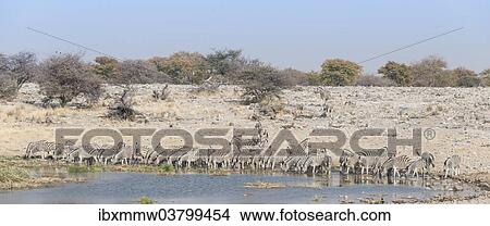 "Plains zebras (Equus quagga), herd drinking at the Homob waterhole, Etosha National Park, Namibia, Africa" View Large Photo Image Picture - "Plains zebras (Equus quagga), herd drinking at the Homob waterhole, Etosha National Park, Namibia, Africa". Fotosearch