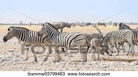 "Plains zebras (Equus quagga), herd, Etosha National Park, Namibia, Africa" View Large Photo Image Stock Image - "Plains zebras (Equus quagga), herd, Etosha National Park, Namibia, Africa". Fotosearch