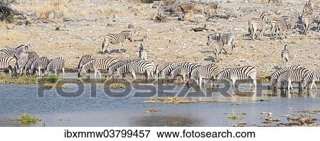 Stock Photo - "Plains zebras (Equus quagga), herd drinking at the Homob waterhole, Etosha National Park, Namibia, Africa". Fotosearch