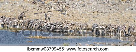 "Plains zebras (Equus quagga), herd drinking at the Homob waterhole, Etosha National Park, Namibia, Africa" View Large Photo Image Stock Photography - "Plains zebras (Equus quagga), herd drinking at the Homob waterhole, Etosha National Park, Namibia, Africa". Fotosearch