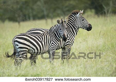 "Plains zebras (Equus quagga), Lake Mburo National Park, Uganda, Africa" View Large Photo Image Stock Photo - "Plains zebras (Equus quagga), Lake Mburo National Park, Uganda, Africa". Fotosearch