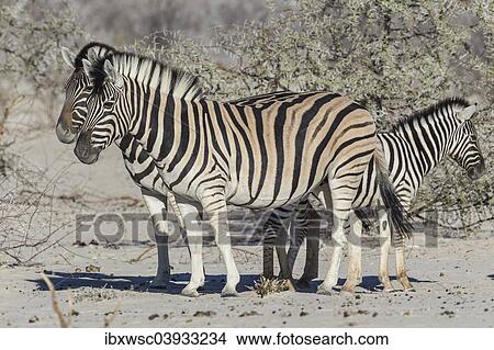 "Plains Zebras (Equus quagga) with zebra foal, Etosha National Park, Namibia, Africa" View Large Photo Image Picture - "Plains Zebras (Equus quagga) with zebra foal, Etosha National Park, Namibia, Africa". Fotosearch