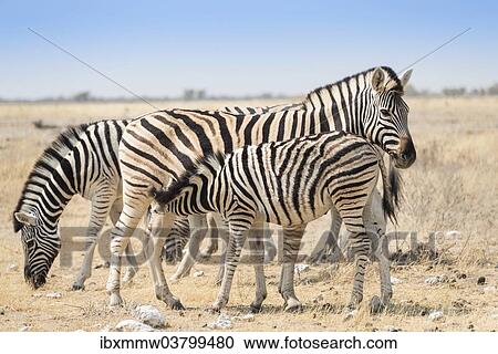 "Plains zebras (Equus quagga) with foal, Etosha National Park, Namibia, Africa" View Large Photo Image Stock Image - "Plains zebras (Equus quagga) with foal, Etosha National Park, Namibia, Africa". Fotosearch