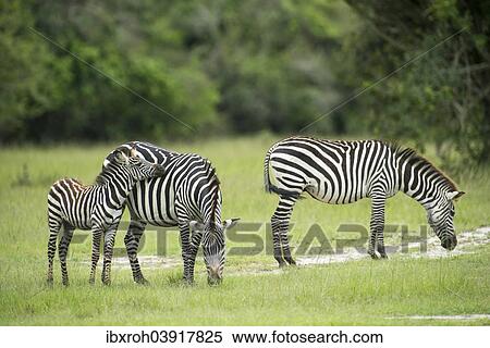 "Plains zebras (Equus quagga) with young, Lake Mburo National Park, Uganda, Africa" View Large Photo Image Stock Photography - "Plains zebras (Equus quagga) with young, Lake Mburo National Park, Uganda, Africa". Fotosearch
