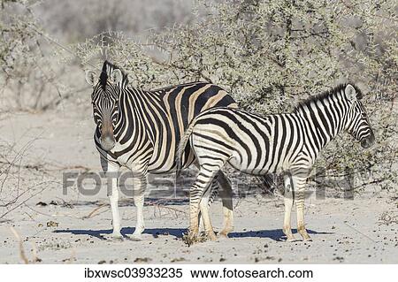 "Plains Zebras (Equus quagga) with zebra foal, Etosha National Park, Namibia, Africa" View Large Photo Image Stock Photography - "Plains Zebras (Equus quagga) with zebra foal, Etosha National Park, Namibia, Africa". Fotosearch