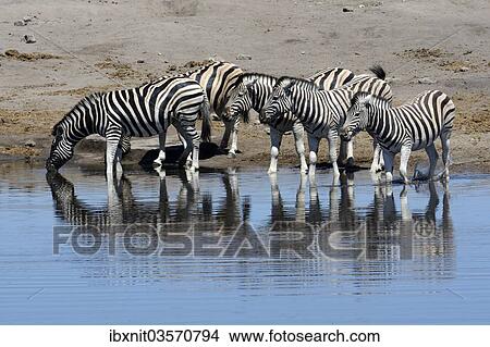 "Plains Zebras or Burchell's Zebras (Equus quagga) at a waterhole, Etosha National Park, Namibia, Africa" View Large Photo Image Picture - "Plains Zebras or Burchell's Zebras (Equus quagga) at a waterhole, Etosha National Park, Namibia, Africa". Fotosearch