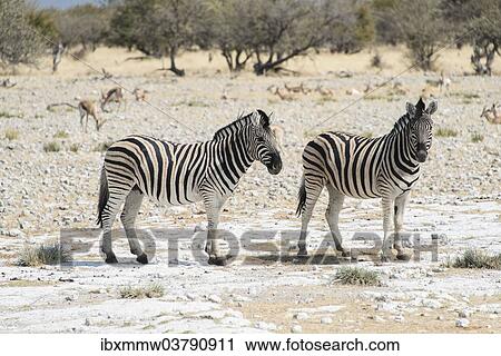 "Plains Zebras or Burchell's Zebras (Equus burchelli), Etosha National Park, Namibia, Africa" View Large Photo Image Stock Image - "Plains Zebras or Burchell's Zebras (Equus burchelli), Etosha National Park, Namibia, Africa". Fotosearch
