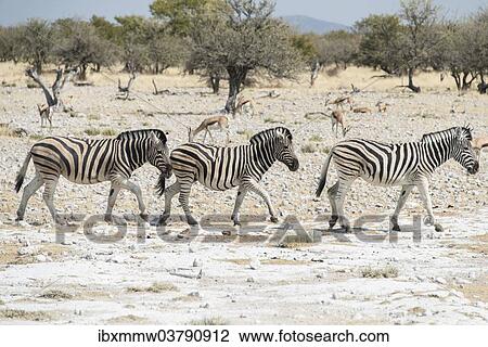 "Plains Zebras or Burchell's Zebras (Equus burchelli), Etosha National Park, Namibia, Africa" View Large Photo Image Stock Image - "Plains Zebras or Burchell's Zebras (Equus burchelli), Etosha National Park, Namibia, Africa". Fotosearch