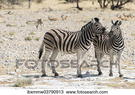"Plains Zebras or Burchell's Zebras (Equus burchelli), Etosha National Park, Namibia, Africa" View Large Photo Image Stock Image - "Plains Zebras or Burchell's Zebras (Equus burchelli), Etosha National Park, Namibia, Africa". Fotosearch