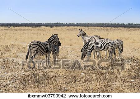 "Plains Zebras or Burchell's Zebras (Equus burchelli), Etosha National Park, Namibia, Africa" View Large Photo Image Stock Image - "Plains Zebras or Burchell's Zebras (Equus burchelli), Etosha National Park, Namibia, Africa". Fotosearch