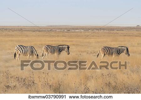 "Plains Zebras or Burchell's Zebras (Equus burchelli), Etosha National Park, Namibia, Africa" View Large Photo Image Stock Image - "Plains Zebras or Burchell's Zebras (Equus burchelli), Etosha National Park, Namibia, Africa". Fotosearch