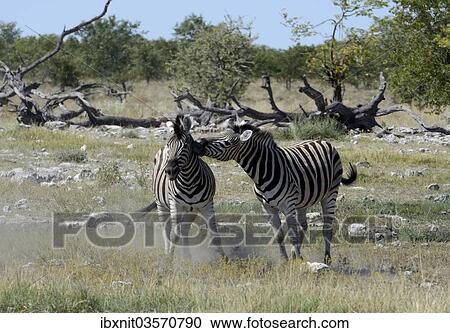 "Plains Zebras or Burchell's Zebras (Equus quagga), Etosha National Park, Namibia, Africa" View Large Photo Image Stock Image - "Plains Zebras or Burchell's Zebras (Equus quagga), Etosha National Park, Namibia, Africa". Fotosearch