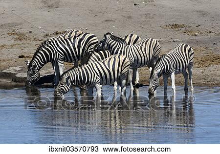 "Plains Zebras or Burchell's Zebras (Equus quagga) at a waterhole, Etosha National Park, Namibia, Africa" View Large Photo Image Stock Image - "Plains Zebras or Burchell's Zebras (Equus quagga) at a waterhole, Etosha National Park, Namibia, Africa". Fotosearch