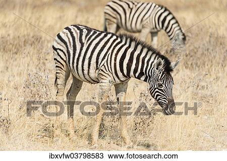 "Plains Zebras or Burchell's Zebras (Equus quagga burchelli), grazing, Etosha National Park, Namibia, Africa" View Large Photo Image Stock Image - "Plains Zebras or Burchell's Zebras (Equus quagga burchelli), grazing, Etosha National Park, Namibia, Africa". Fotosearch