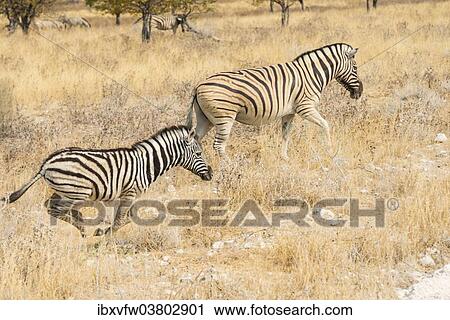 "Plains Zebras or Burchell's Zebras (Equus quagga burchelli), Etosha National Park, Namibia, Africa" View Large Photo Image Stock Image - "Plains Zebras or Burchell's Zebras (Equus quagga burchelli), Etosha National Park, Namibia, Africa". Fotosearch