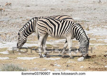 "Plains Zebras or Burchell's Zebras (Equus burchelli), Etosha National Park, Namibia, Africa" View Large Photo Image Stock Photo - "Plains Zebras or Burchell's Zebras (Equus burchelli), Etosha National Park, Namibia, Africa". Fotosearch