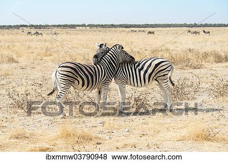 "Plains Zebras or Burchell's Zebras (Equus burchelli), Etosha National Park, Namibia, Africa" View Large Photo Image Stock Photo - "Plains Zebras or Burchell's Zebras (Equus burchelli), Etosha National Park, Namibia, Africa". Fotosearch